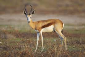 South africa really has huge wildlife diversity and i am glad there are reserves that offer safaris and other activities to see these natural treasures. South Africa S National Animal