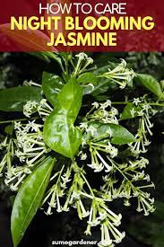 How To Understand Night Blooming Jasmine Care Night Blooming Flowers Jasmine Plant Jasmine Plant Indoor