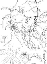 Image result for Rhipidoglossum