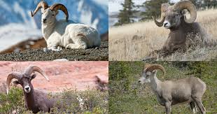 Desert bighorn ewes also typically have longer horns than other north american wild sheep females. A Breakdown Of All Four Sheep Species Gohunt