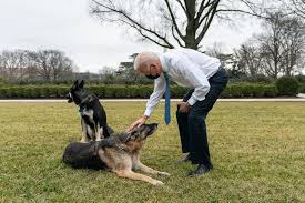 Joe biden has an instagram account for his dogs, and they just posted pictures of them using the so the claims that biden posted the photographs, or the instagram account for biden's dogs did likewise. 20 Photos Of U S Presidents With Their Dogs That Will Make You Smile