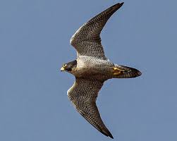 ✓ free for commercial use ✓ high quality images. Spotting Peregrine Falcons Columbia Insight