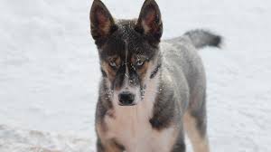 They have a beautiful full coat that comes in handy during winters and in icy regions. Seppala Siberian Sleddog Price Temperament Life Span