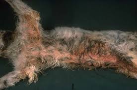 It can even be as much as up to 3 years, but it will depend on the time of the diagnosis and other mitigating factors. Skin Epitheliotropic Lymphoma In Dogs Vetlexicon Canis From Vetlexicon Definitive Veterinary Intelligence