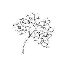 Image Result For Minimal Hydrangea Drawing Hydrangea Tattoo Body Art Tattoos Flower Tattoos