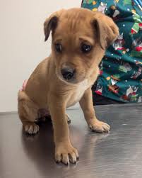 Has anyone seen a German shepherd in the Lansing area near Miller road?