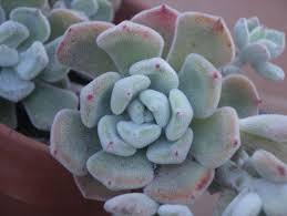 International Crassulaceae Network
