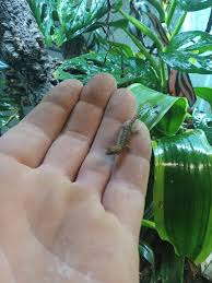 Montana reptile,amphibian and aquarium owners.