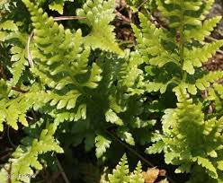 Image result for Asplenium uhligii