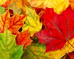 Click on pictures for the largest view. Pretty Leaves Wallpaper 1280x1024 31460