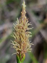 Image result for Eleocharis limosa
