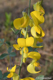 Image result for Crotalaria lebrunii
