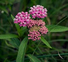 Image result for Asclepias schumanniana