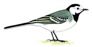 Qu'elles peuvent être les solutions possibles ? Apprendre A Reconnaitre Les Oiseaux Les Astuces Pour Reconnaitre Les Oiseaux Oisillon