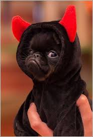 Satan Pug Cute Animals Cute Baby Animals Baby Animals