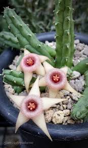 Image result for Huernia procumbens