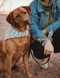 Blue Floral Pet Bandana And Scrunchie Match Your Pet Dog Mom Dog Bandana Cat Bandana Scrunchy In 2020 Pet Bandana Cat Bandana Cat Mom