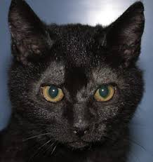 A number of challenges are faced by the outdoor cats and that's the reason for their short life. Distinguishing Between Dermatologic Disorders Of The Face Nasal Planum And Ears Veterinary Clinics Small Animal Practice