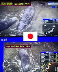 🚨🇯🇵 LO ÚLTIMO: BALLENAS APARECEN EN LA COSTA DE JAPÓN TRAS EL TERREMOTO  CRÍTICO DE 8.7 EN RUSIA Medios japoneses reportan que varias ballenas  aparecieron misteriosamente en la costa de la ciudad