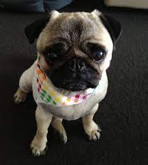 Derek S New Summer Haircut Cutepug Pug Cute Pugs Pugs Pug Names