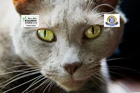 Kidd live up to his reputation, but so did the staff: Mountain Vista Veterinary Hospital Home Facebook