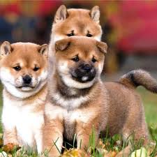 Join millions of people using oodle to find puppies for adoption, dog and puppy listings, and other pets adoption. Shiba Inu Puppy æŸ´çŠ¬ Shiba Inu Puppy For Sale Malaysia