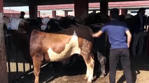 Kurbanlık fıyatları 2019 guncel 7 kısılık kurbanlık 6 kısılık kurbanlık 5 kısılık kurbanlık 4 kısılık kurbanlık 3 kısılık kurbanlık 2 kısılık kurbanlık 1 kısılık. Kurban Bayrami Oncesi Agri Dan Yurdun Batisindaki Illere Kurbanlik Sevkiyati Basladi