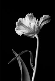 We hope you enjoy our growing collection of hd images to use as a background or home screen for your. Download Black And White Flower Wallpaper Cellularnews
