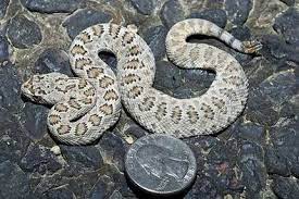 Mojave Green Rattlesnakes Google Search Snake Spiders And Snakes Rattlesnake