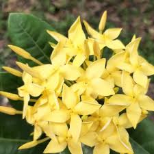 Image result for Ixora nana