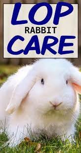 How To Care For Your Lop Eared Rabbit Animal Experiences Rabbit Care Rabbit Facts
