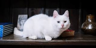 It might shut up for a while as you play with it but will then know that meowing works. Cat Meowing At Night After Move How To Stop It