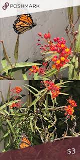 Free Milkweed Seeds For The Monarch Butterflies In 2020 Milkweed Seeds Monarch Butterfly Milkweed