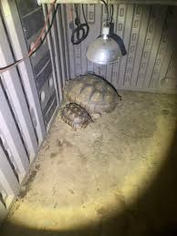 If anyone from California can keep an eye out for a missing tortoise. My  family member's tortoise, Bowser, went missing today at 3pm