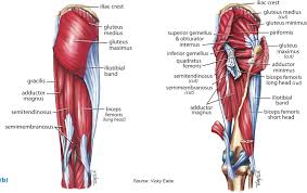 The large femoral artery begins deep within the pelvis. Superficial Left And Deep Right Muscles Around The Hip Download Scientific Diagram
