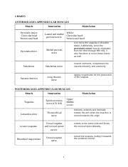 Ue Muscle Chart Docx Charts Anterior Axio Appendicular