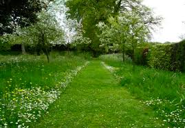 Wild Meets Manicured Love This One Meadow Garden Garden Design Landscape Design