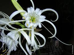 Image result for Ismene narcissiflora