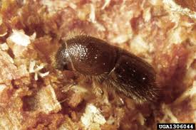 White house tree presented to first lady. Borers Of Pines And Other Needle Bearing Evergreens In Landscapes