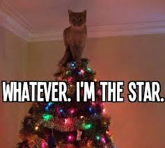 Oh Cats And Christmas Trees A Troublesome Combination Christmas Cats Cats Funny Cats