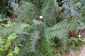 Image result for Pteris kivuensis