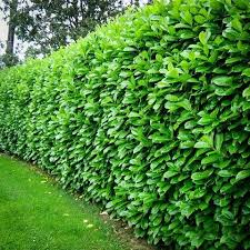 For most people the best privacy hedges are those that grow very fast, but keep in mind that most fast growing privacy trees grow very large. Privacy With Plants The Garden Glove