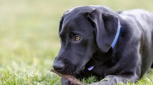 Possibly sighted with a lady in a brown jacket on bassett road this morning. Labrador Dog Names 250 Names For Yellow Black Chocolate Labs