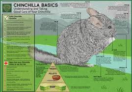 Pin By Oregon Humane Society On Animal Care Health Safety Chinchilla Pet Chinchilla Care Chinchilla Cage