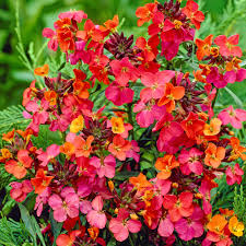 Find up to four local tree pros. Erysimum Constant Cheer J Parker Dutch Bulbs