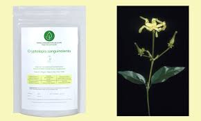 Image result for Cryptolepis