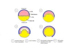 Epiboly In Zebrafish Emrbyos Developmental Biology Interactive