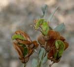 Image result for Ormocarpum zambesianum