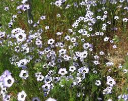 April Bird Of The Month Plant Of The Month April Bird S Eye Tricolor Gilia Gilia Tricolor With Images Plants Waterwise Garden California Native Plants