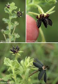 Image result for Brachystelma